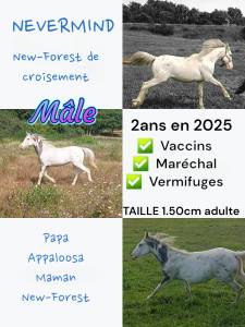 Mâle new-forest de croisement 