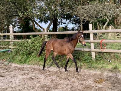 Crack yearling pfs gros potentiel cso