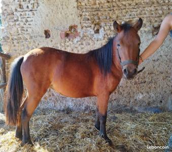 Jolie ponette shetland x arabe idéal sport loisir