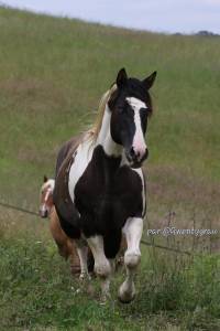 Sailor : saillie étalon paint horse homozygote tobiano et noir