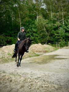 Cheval loisir/dressage 