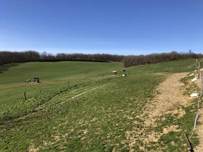 Pension chevaux familiales 