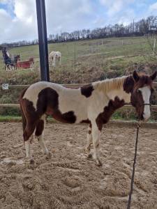 Cheval à vendre pie hongre 5 ans