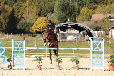 Jument selle français pour cso 1m20 