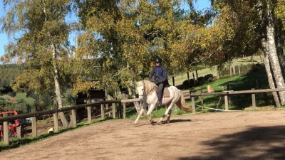 Jument camargue - camarguais