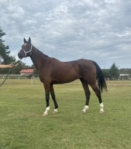 Cheval d'endurance 