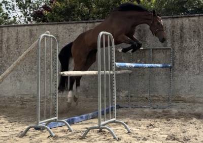 Jument de sport cso, dressage, complet 