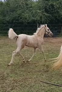 Pouliche welsh part bred