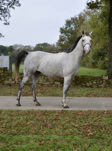 Très beau cheval 8 ans 