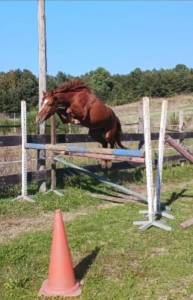 Poney d très bon potentiel 