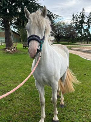 Poney loisir/balade/concours