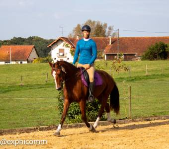 Hongre franches montagnes 3 ans