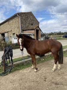 Hongre franches montagnes 4 ans