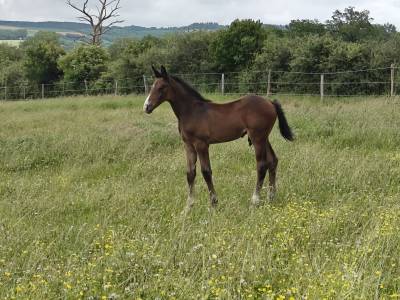 Poulain o deux du causse x balou du rouet x clinton ii