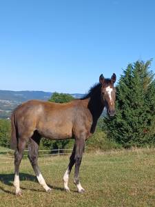 Puledra sella francese in vendita 2024 grigio