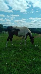 Yearling sport pie