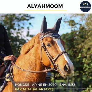 Magnifique hongre - alyahmoom - 4 ans