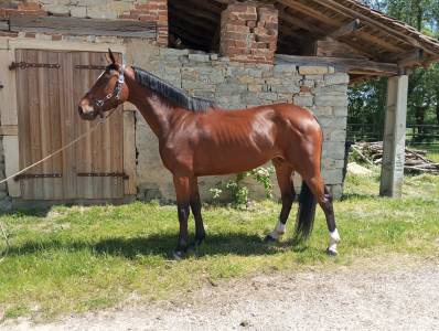 Jument 4 ans par emerald 