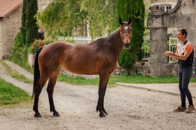 Jument d’obstacle, franche et attachante, pour cavalier