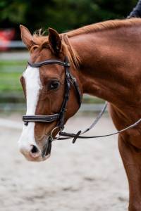 Adorable cheval prêt à tout!