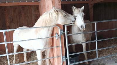 Esprit du mas étalon elite : etalon elite camarguais : esprit du mas - saillie pp/oc