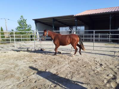 Poney connemara de 2 ans 