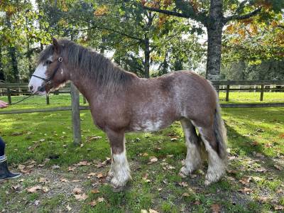 Top poney type irish 