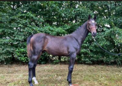 Magnifique poulain 2024 contendro x arc de triomphe