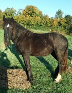 Pouliche gypsian irish cob/frison 17 mois