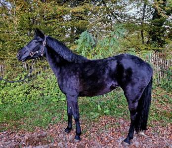 Ponette new forest 3 ans 