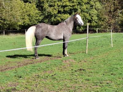 Hongre 3ans par cap kennedy 