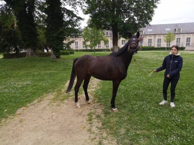 Vds cheval 7ans monté /attelé très polyvalent 