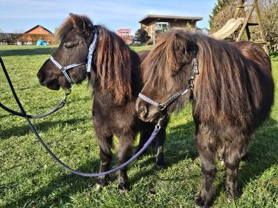 2 ponettes Shetland à vendre ensembles