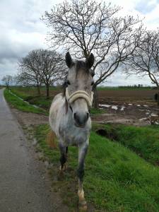 Poney d petit cheval