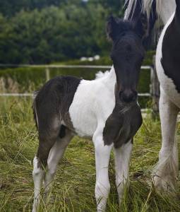 Poulain irish cob x shetland oc