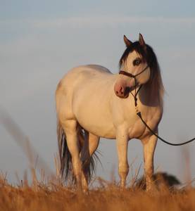 Mohican blue primrose : saillie et ia paint horse grullo tobiano eettdd 