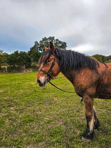 Cheval de randonnée hongre auxois pp