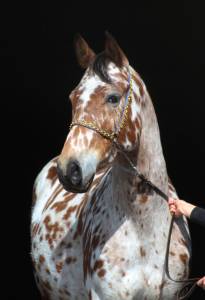 Amazing leopard anglo arab gelding !