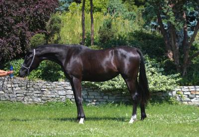 Black homozygous arabian mare very tall super mover !