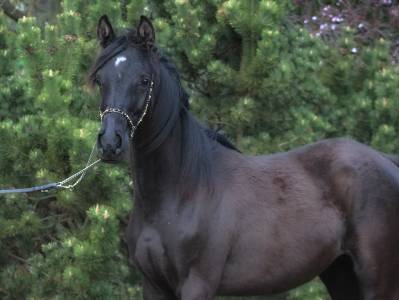 Black homozygous arabian filly  