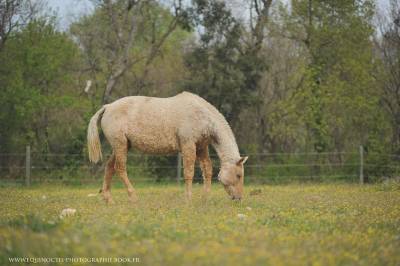 Jument curly palomino