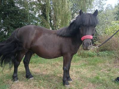 Shetland 4 ans 