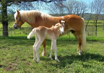 Poney mâle haflinger 