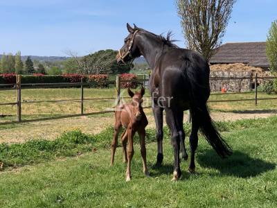 Proche tarbes - haras en activité