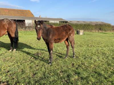 à vendre poulain connemara part bred