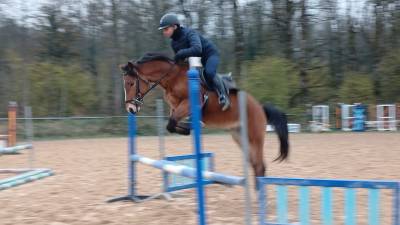 A vendre poney entier 3 ans, débourré