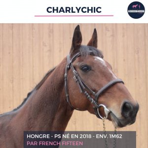 Superbe hongre - charlychic - 6 ans