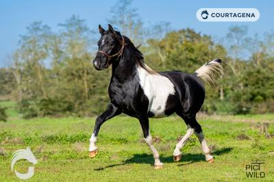 Magnifique entier pie noir 3 ans 99.71% d'arabe