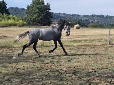 Pur race espagnol hongre 3 ans