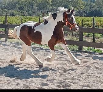 Jument irish cob 